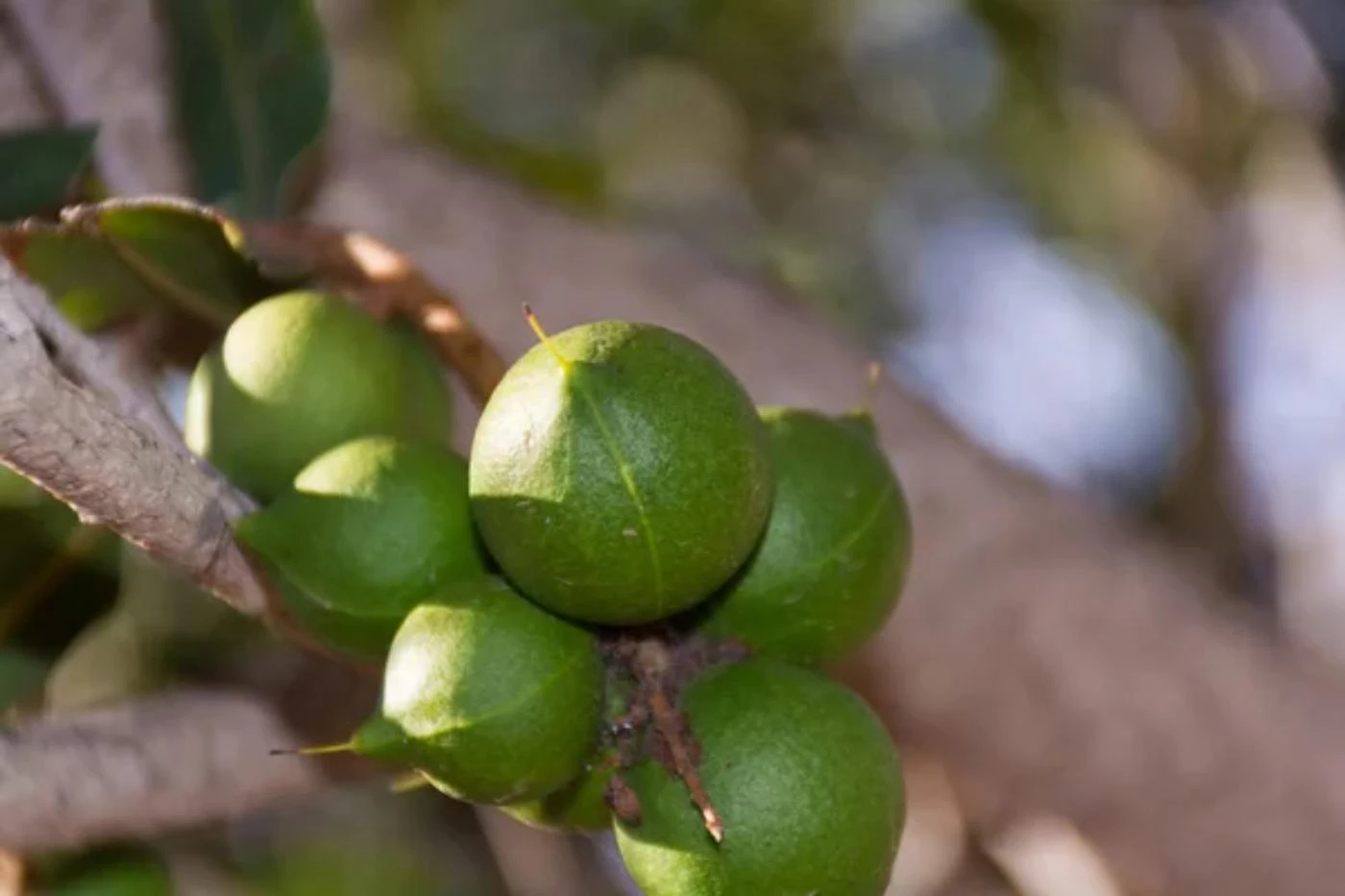 Are Macadamia Trees Frost Tolerant? (3 Ways to Protect Them) 🐝