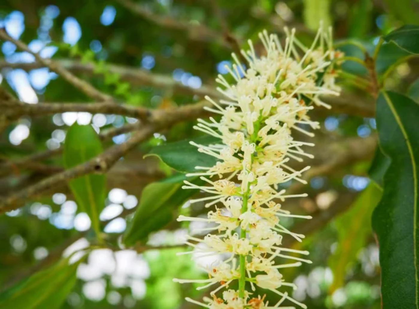 Can You Grow Macadamia Trees in Florida? 🐝