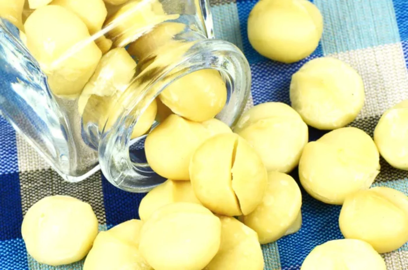 Can You Grow Macadamia Trees in Florida? 🐝 Actionable bootstrapping guides