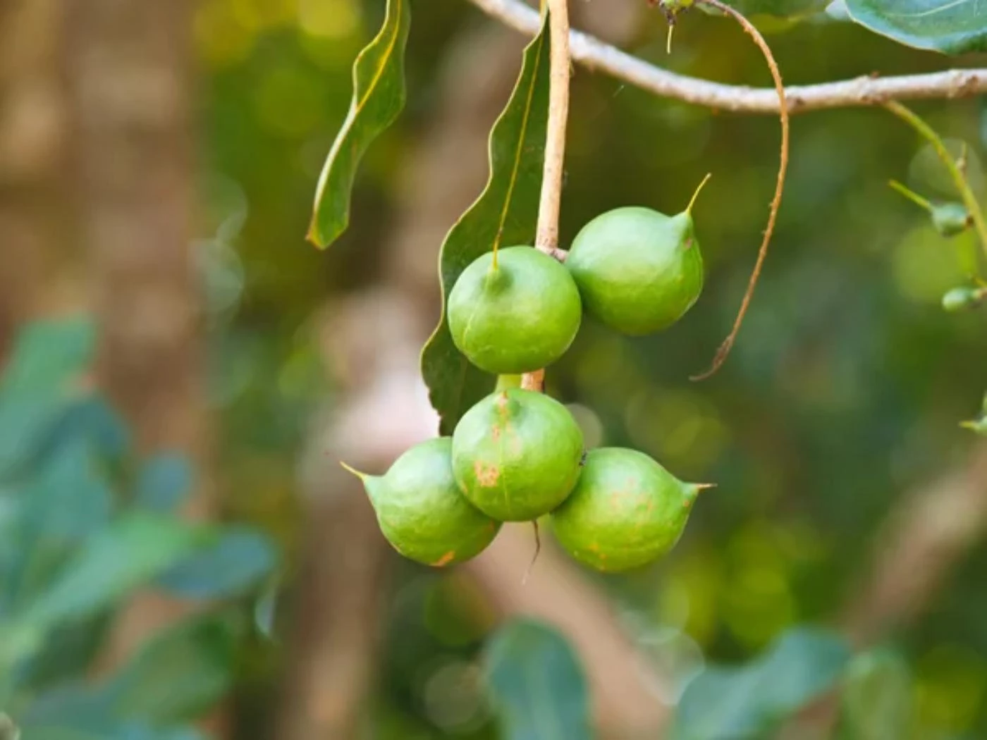 Can You Grow Macadamia Trees in Florida? 🐝