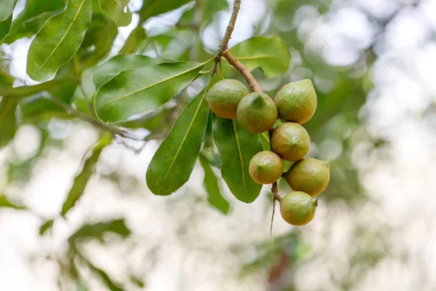 How Often Do Macadamia Trees Fruit? (Season Chart) 🐝