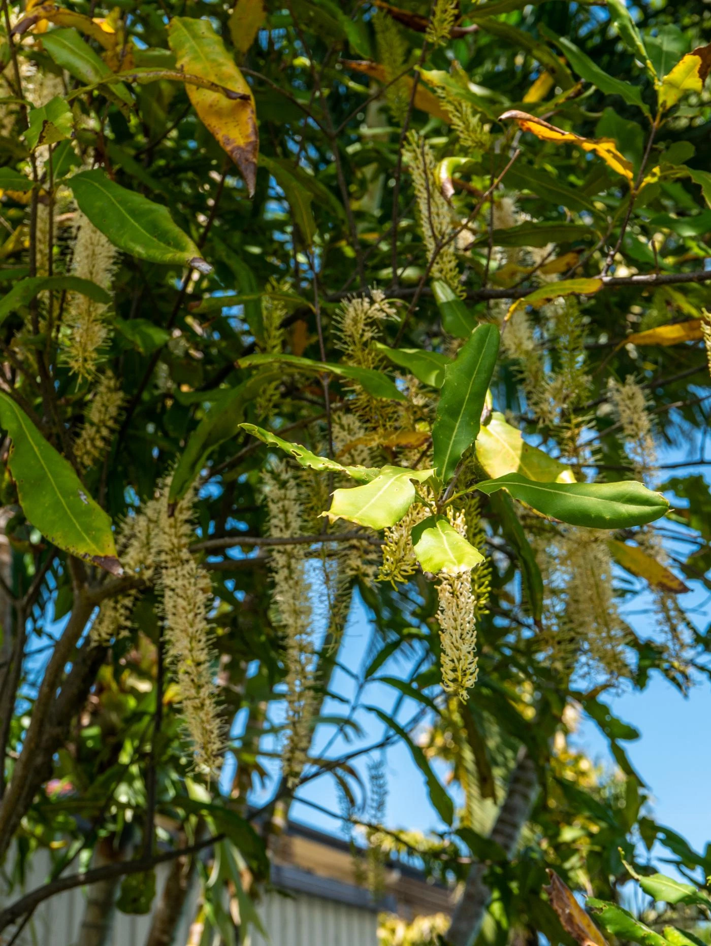 What Does a Macadamia Nut Tree Look Like (With Images) 🐝 Actionable