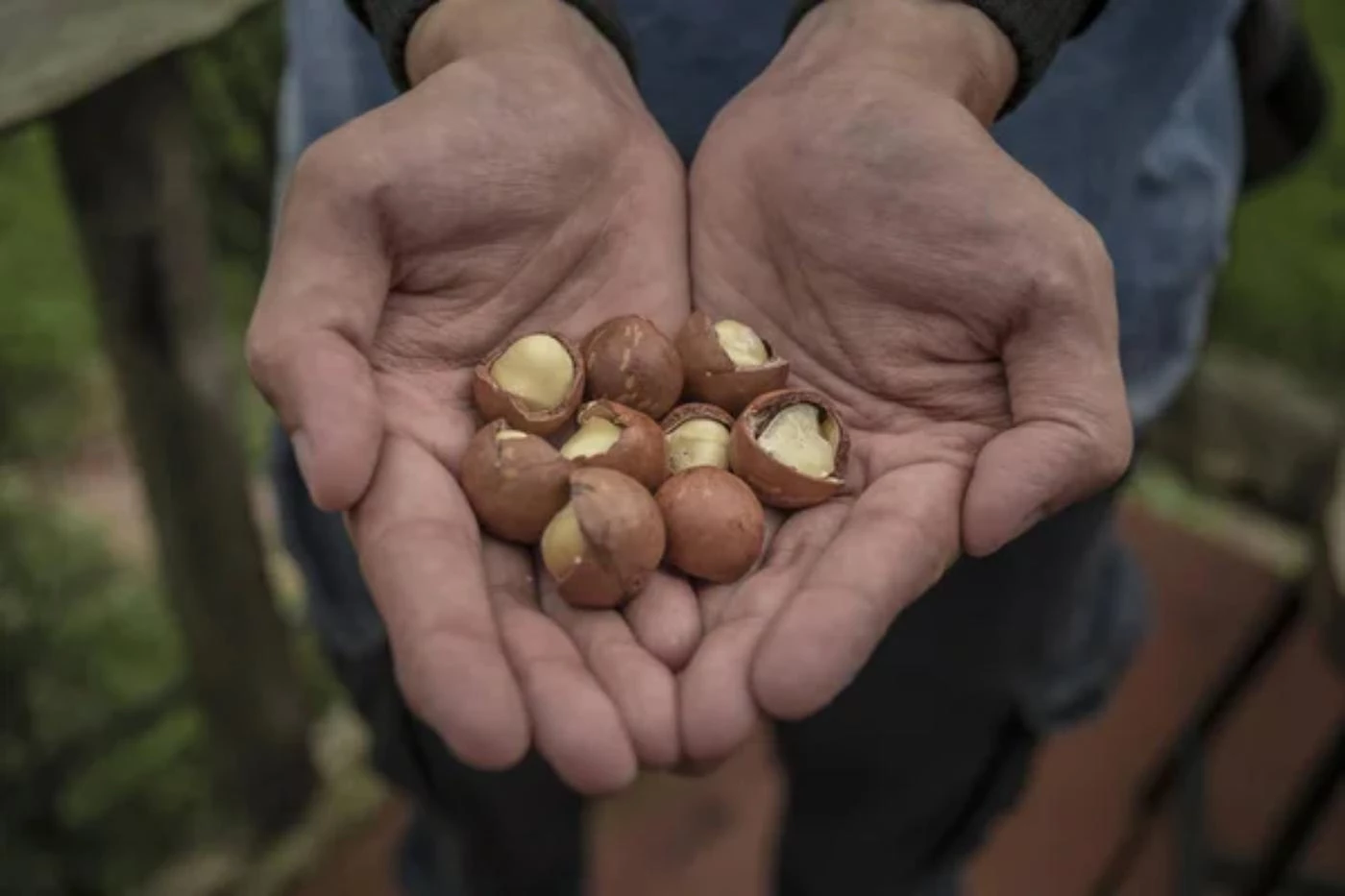 Is Macadamia Farming Profitable in 2023? (Full Breakdown) 🐝