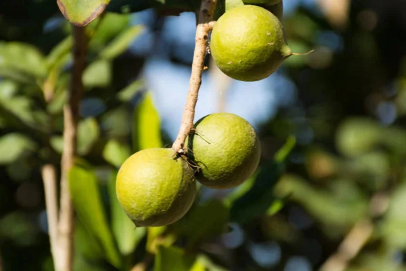 Macadamia Farming Tips 9 Practical Tips to Boost Profits 🐝
