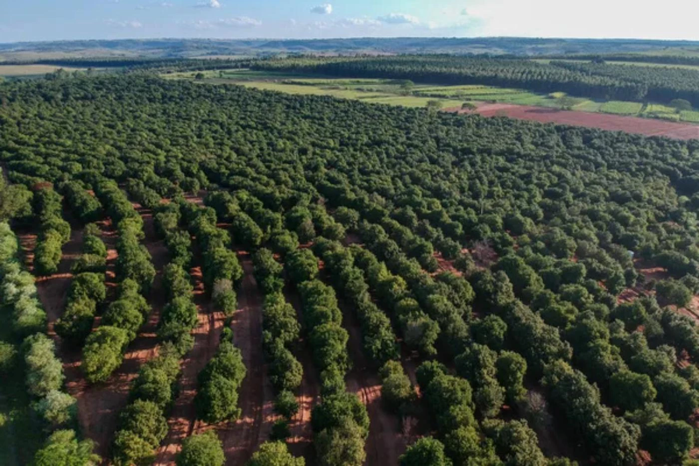 Can You Grow Macadamia Trees in Victoria? 🐝