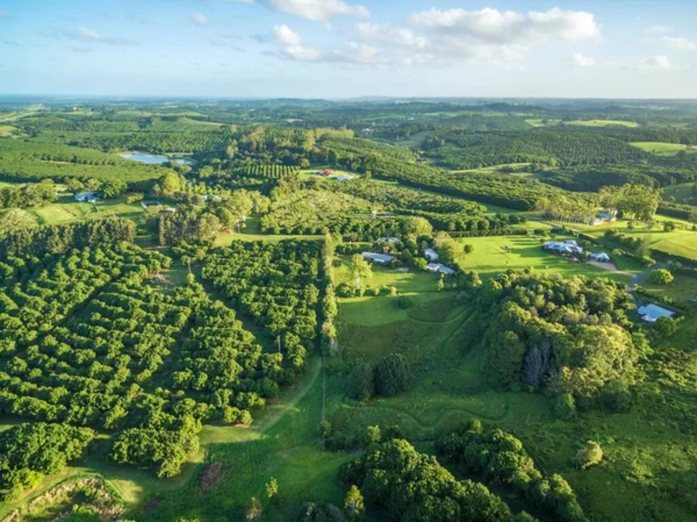 Can You Grow Macadamia Trees in Victoria? 🐝