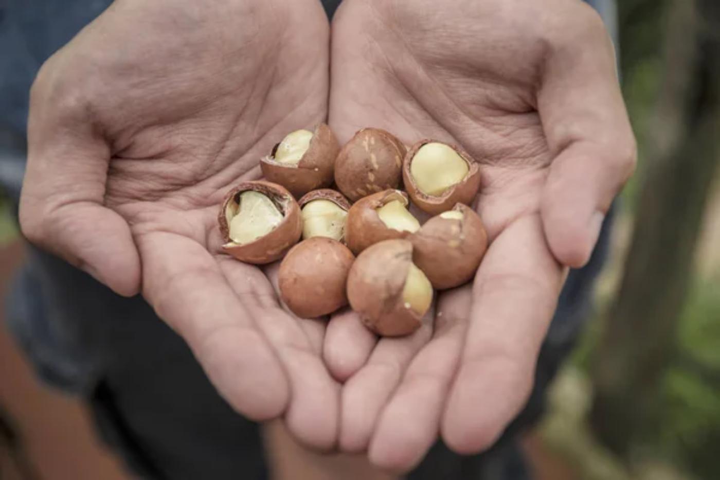 Macadamia Nuts Farming 101 Ultimate Starter Guide 🐝