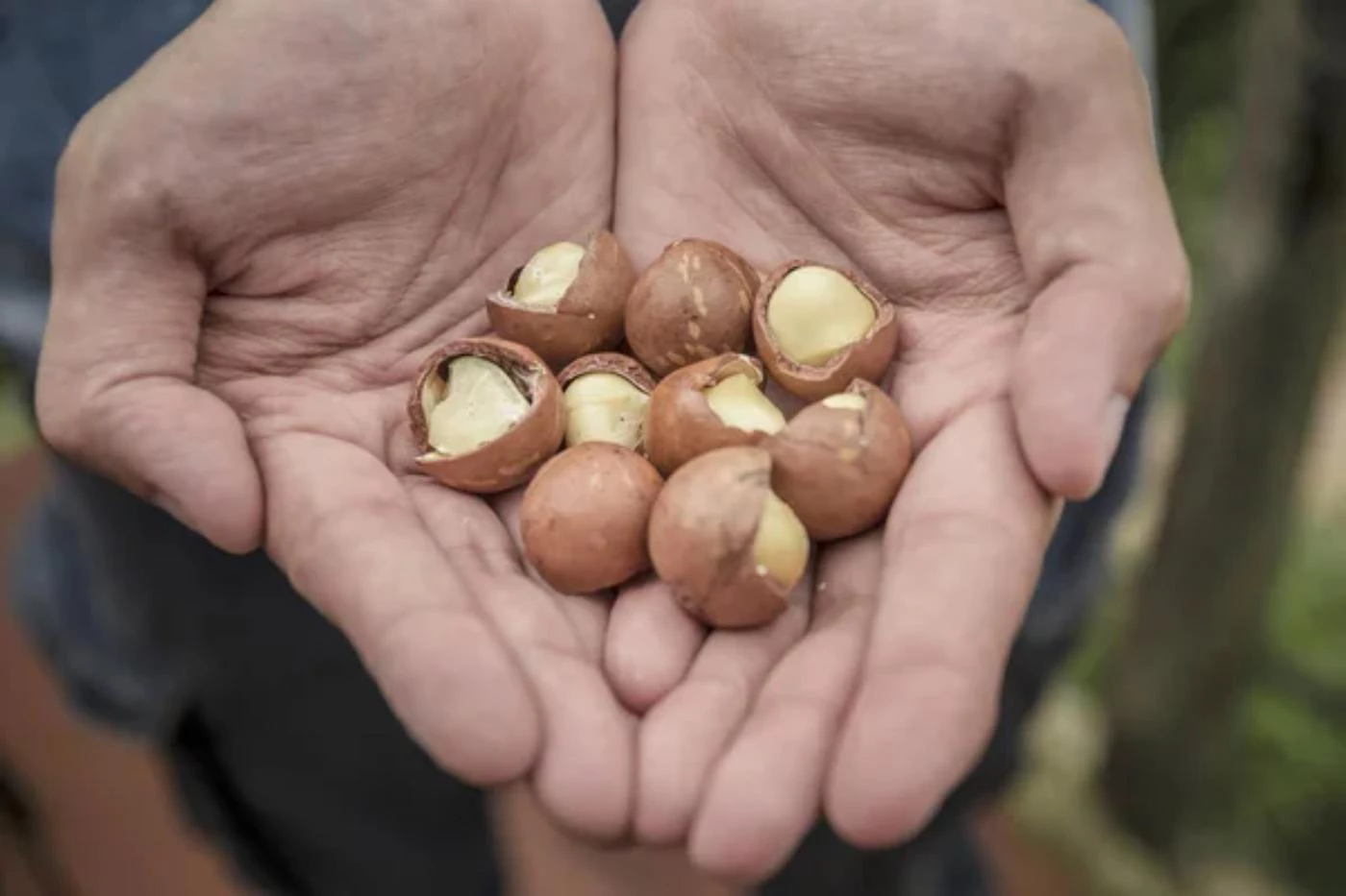 Macadamia Nuts Farming 101 Ultimate Starter Guide 🐝 Actionable