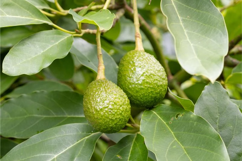 How to Make an Avocado Tree Bear Fruit Faster 🐝