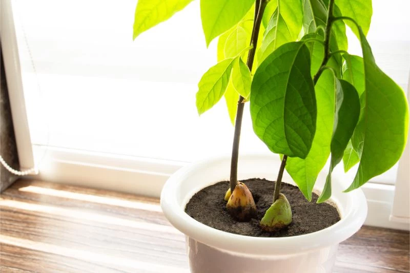 How to Make an Avocado Tree Bear Fruit Faster 🐝