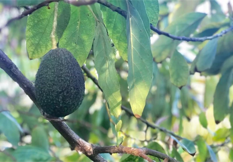 How to Make an Avocado Tree Bear Fruit Faster 🐝