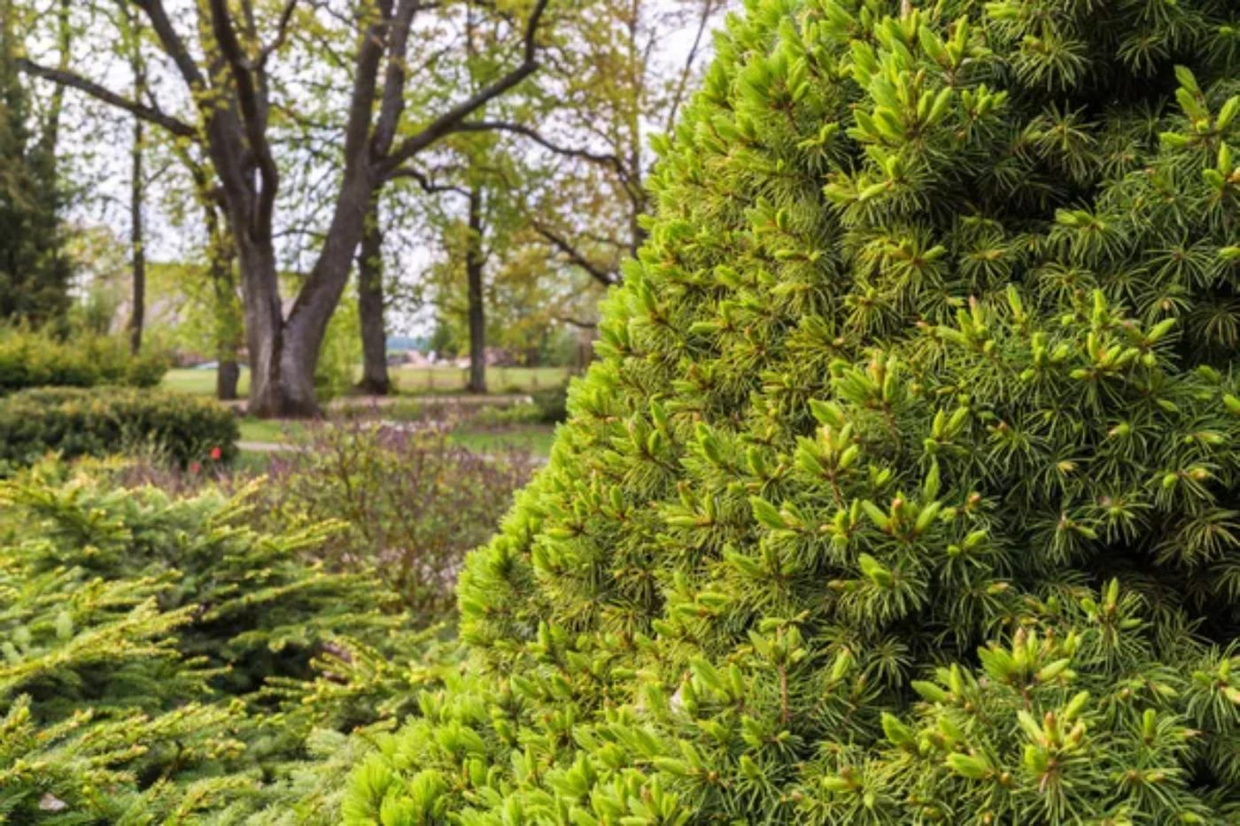 21 Most Common Christmas Tree Types (With Pictures) 🐝 BootstrapBee