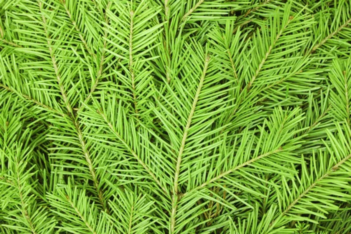 21 Most Common Christmas Tree Types (With Pictures) 🐝 BootstrapBee