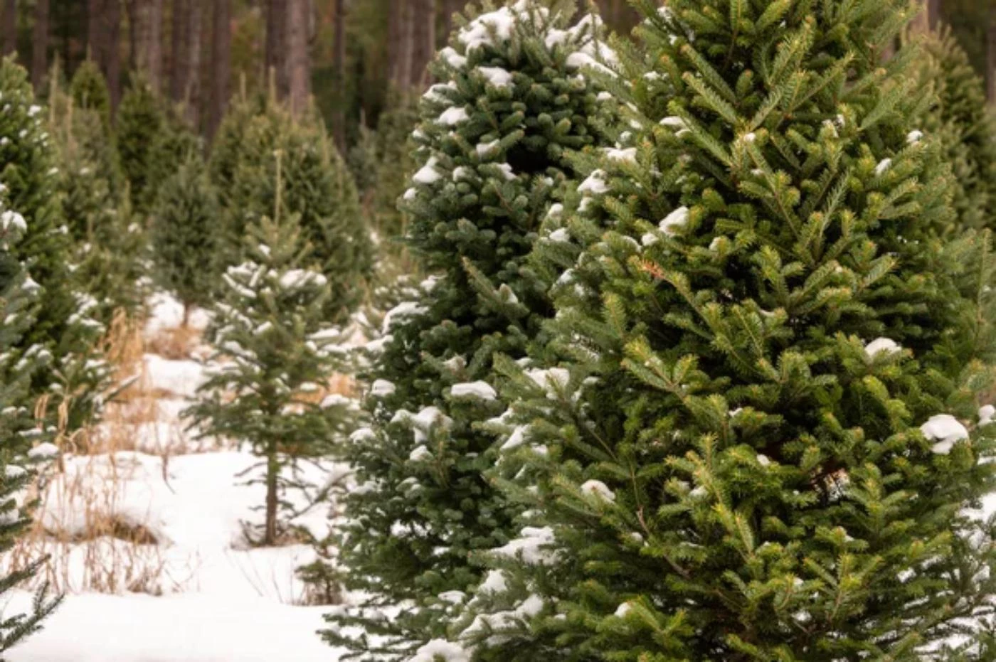 21-most-common-christmas-tree-types-with-pictures-bootstrapbee