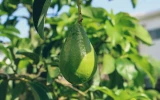 avocado farming business plan