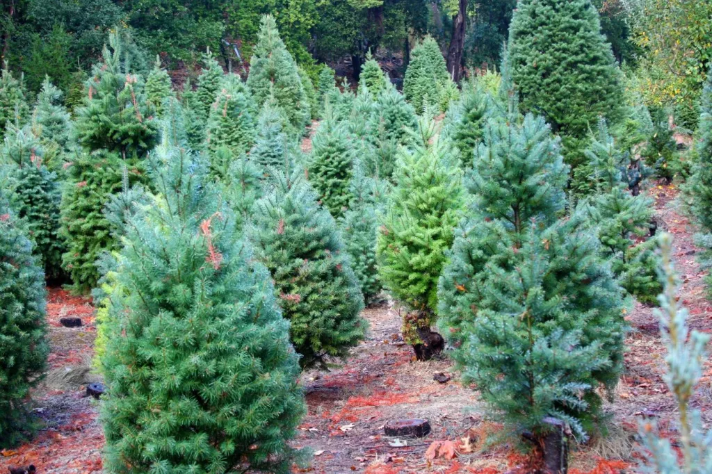 The 13 Most Lucrative Grants to Start a Christmas Tree Farm 🐝