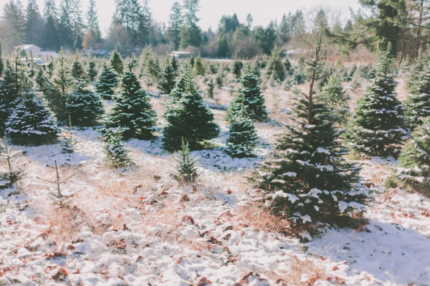 The 13 Most Lucrative Grants to Start a Christmas Tree Farm 🐝