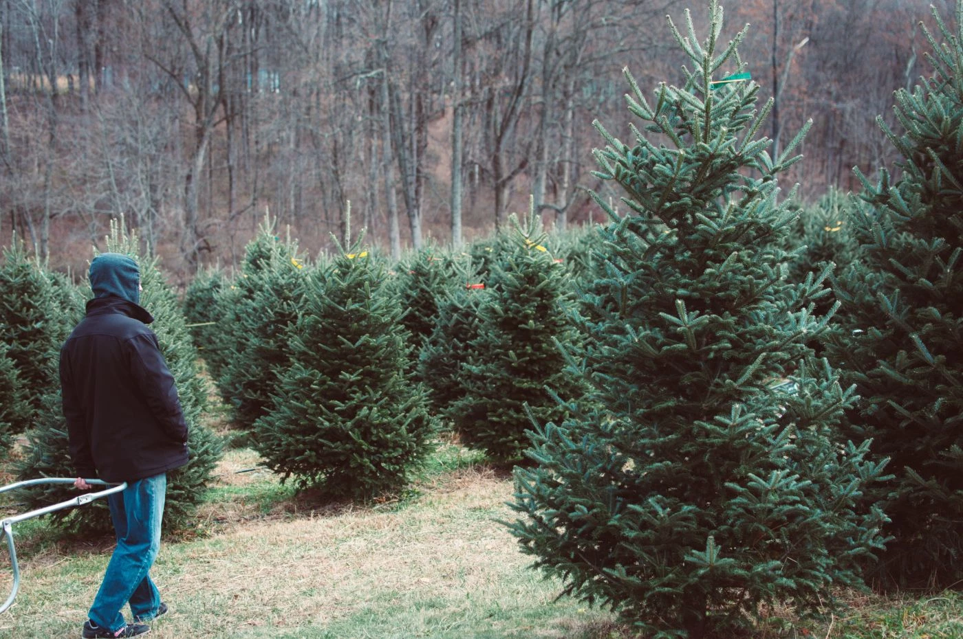 The 13 Most Lucrative Grants to Start a Christmas Tree Farm - 🐝 ...