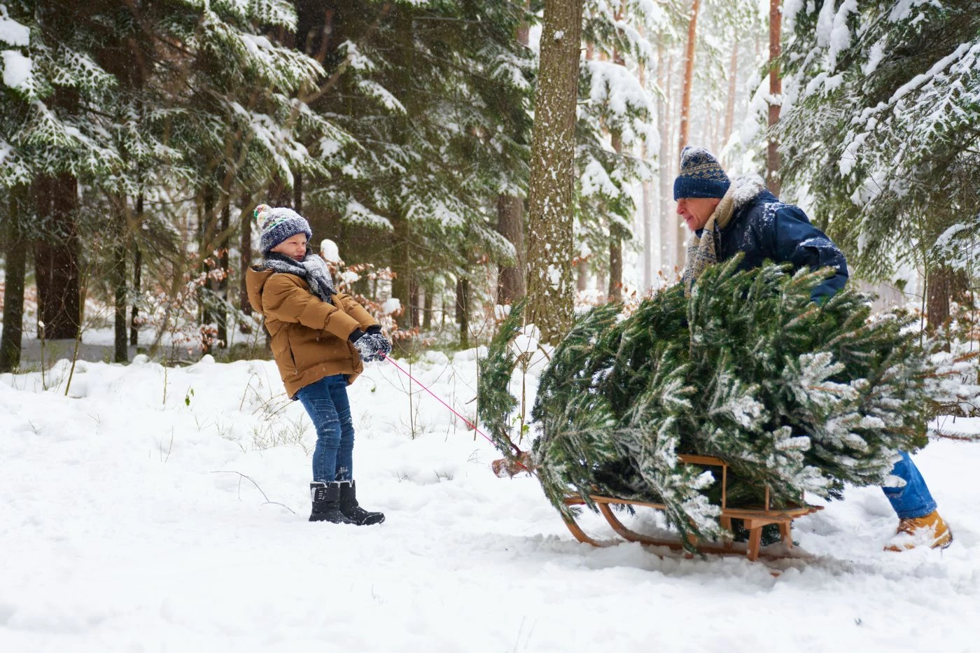 The 13 Most Lucrative Grants to Start a Christmas Tree Farm 🐝