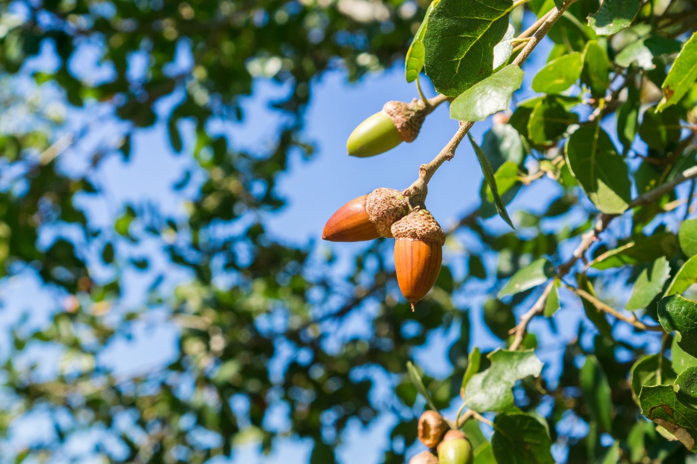 The Most Profitable Trees to Grow Complete 2023 Breakdown 🐝