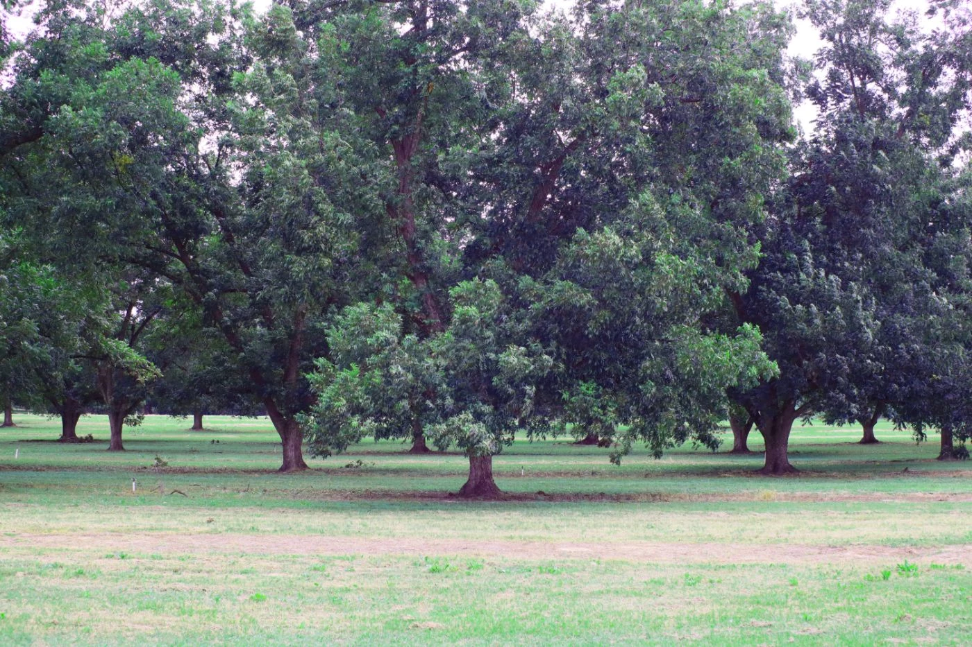 How Many Pecan Trees Should You Plant per Acre? 🐝