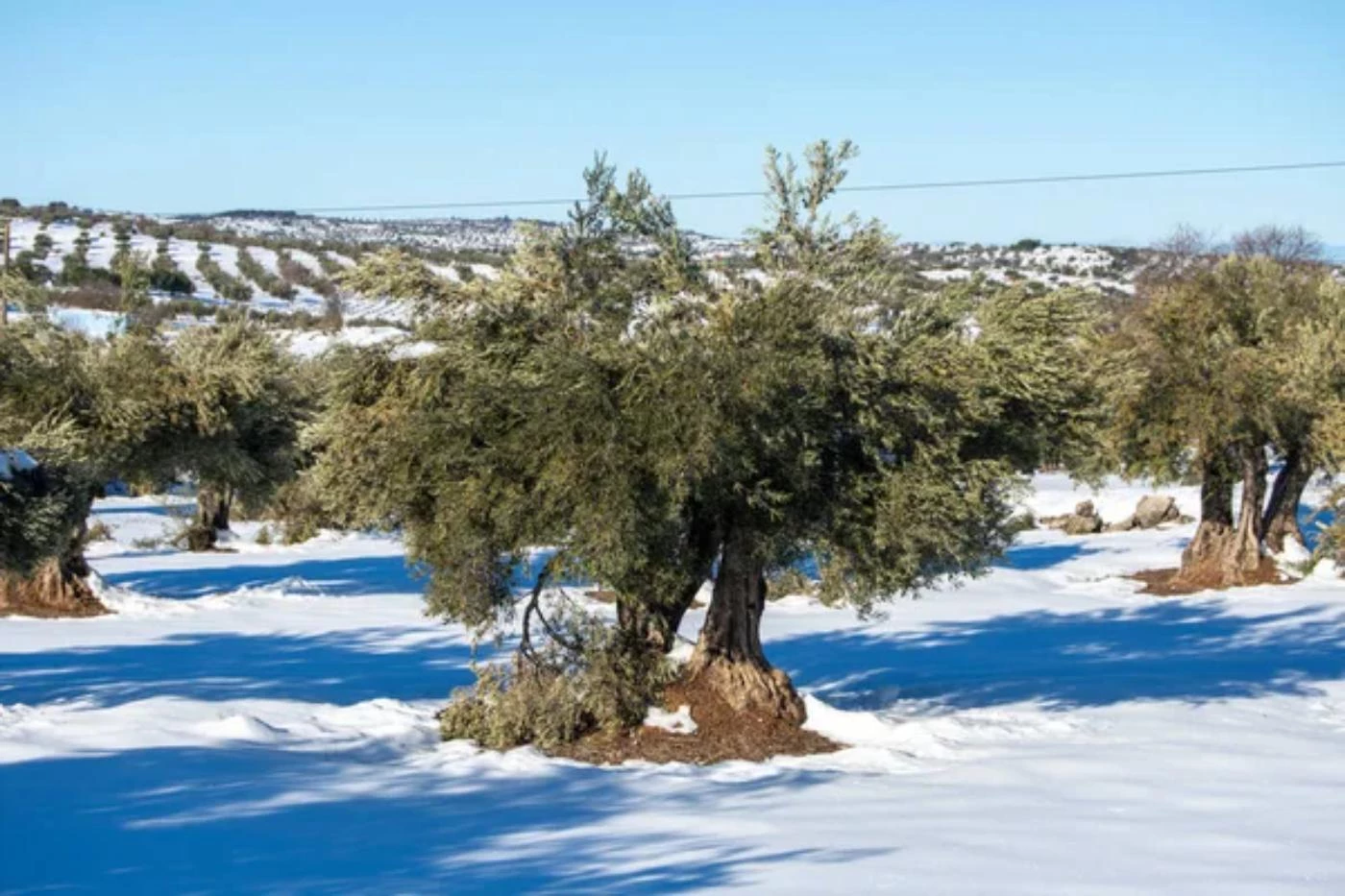 Do Olive Trees Go Dormant in Winter? (5 Care Tips) 🐝