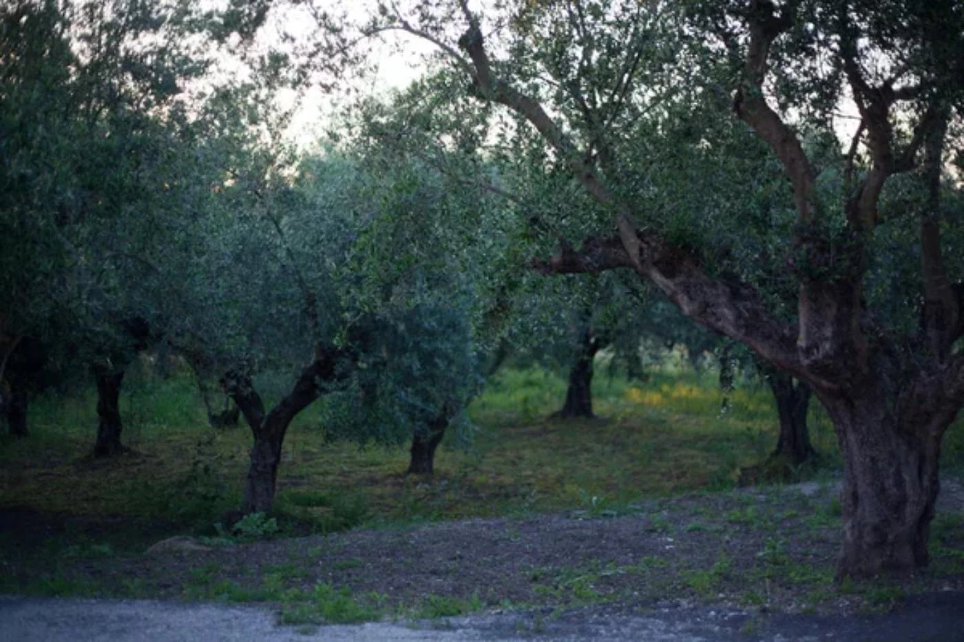 Do You Need Two Olive Trees to Produce Fruit? 🐝 Actionable bootstrapping guides