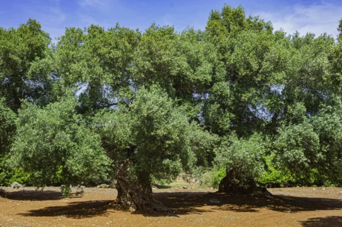 How Big Can Olive Trees Grow? (Size Chart) - 🐝 BootstrapBee.com ...