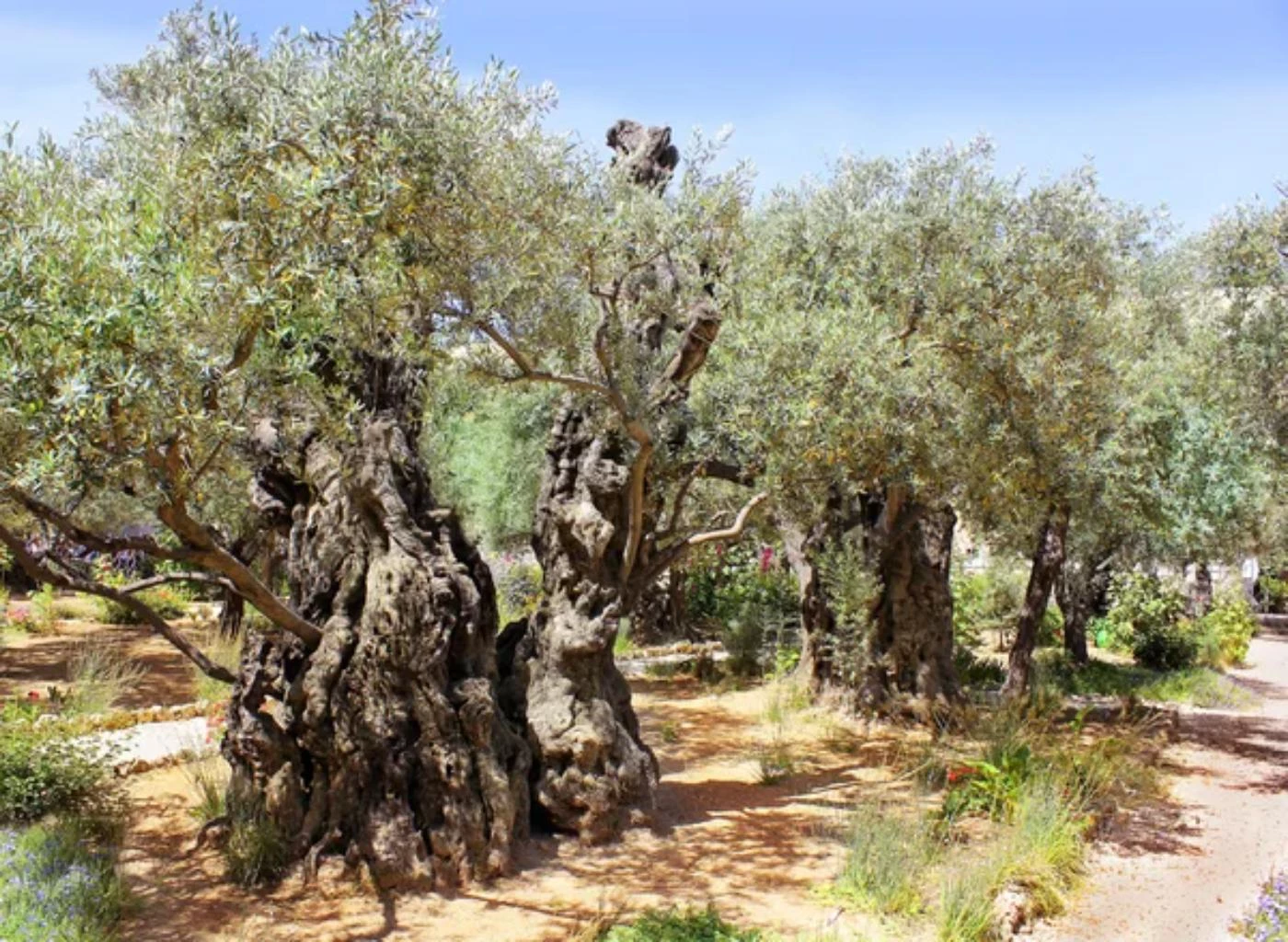 How Much Do Olive Trees Cost? (More Than You Think) 🐝 BootstrapBee
