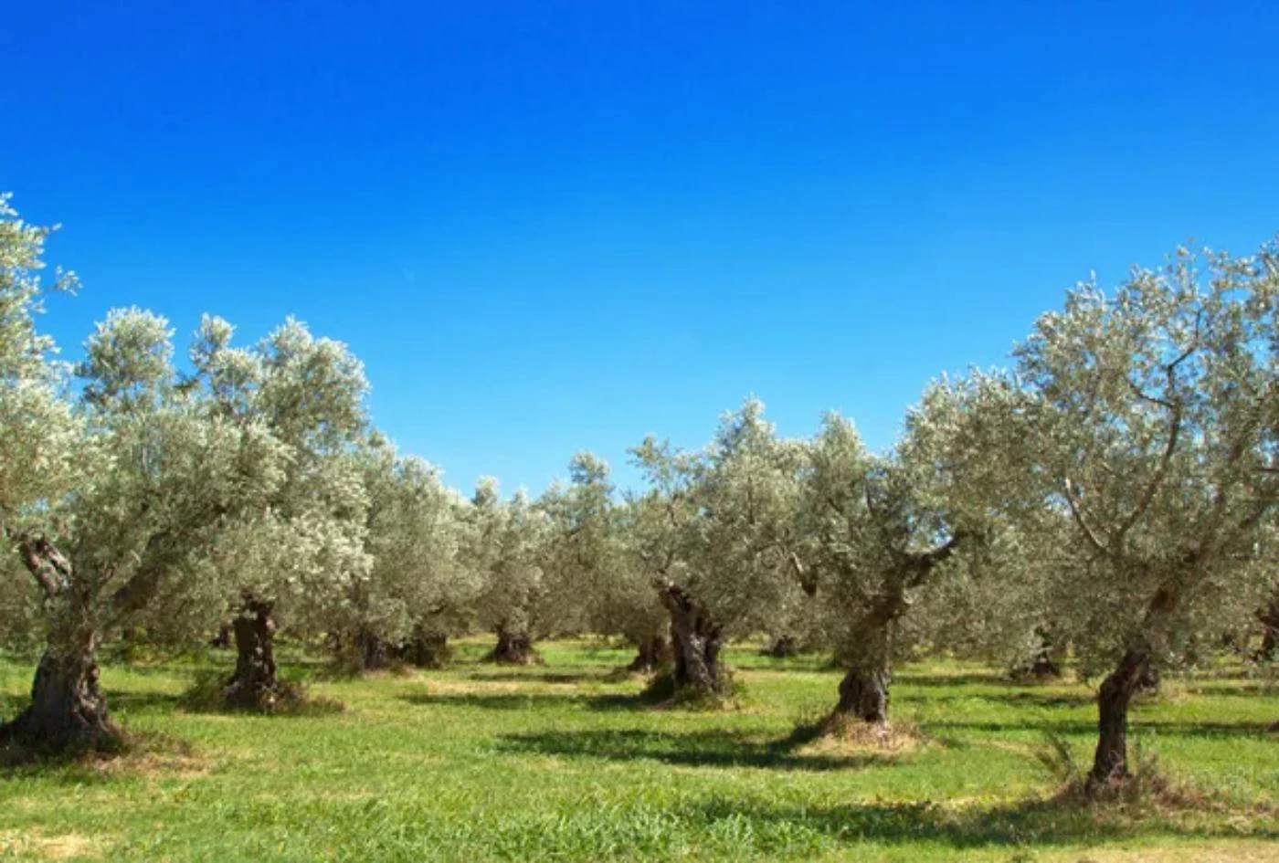 How Much Do Olive Trees Cost? (More Than You Think) 🐝 BootstrapBee