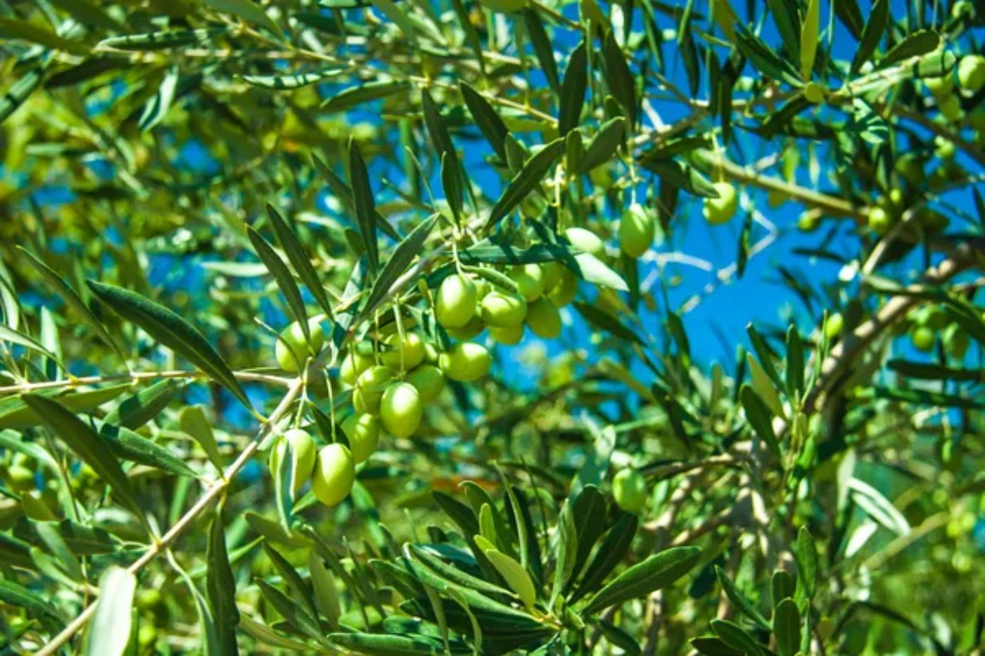 essay about olive trees