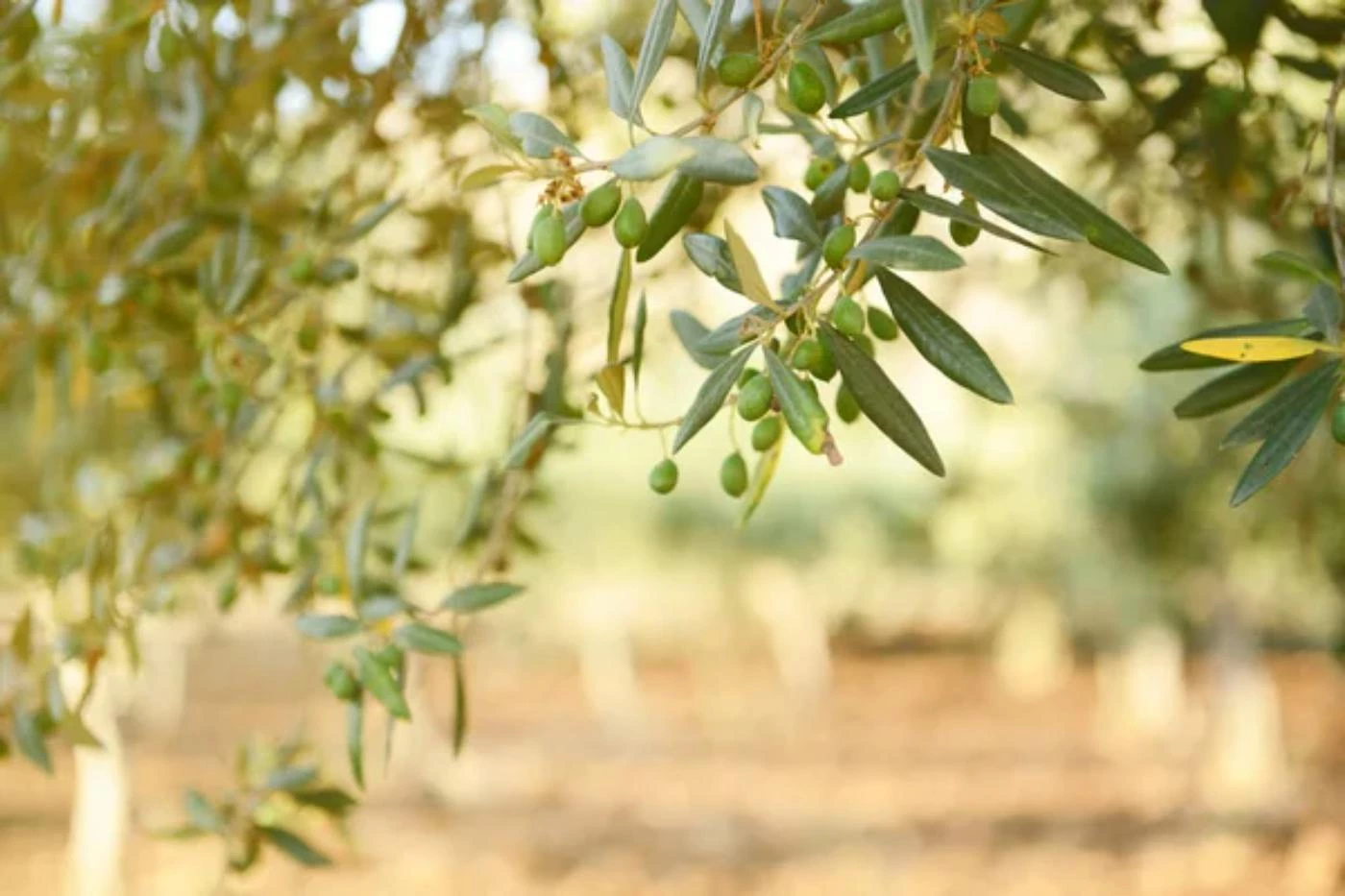 Where Do Olive Trees Grow in the US? (Best Growing Zone) 🐝