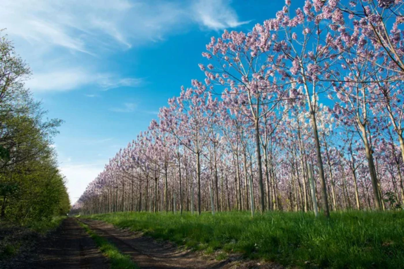 How Many Paulownia Trees Should You Plant per Acre? 🐝 BootstrapBee