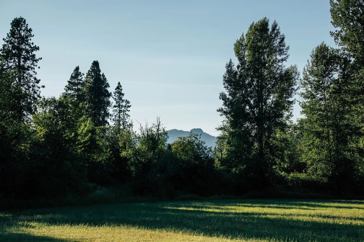 How Many Pine Trees Should You Plant per Acre? 🐝