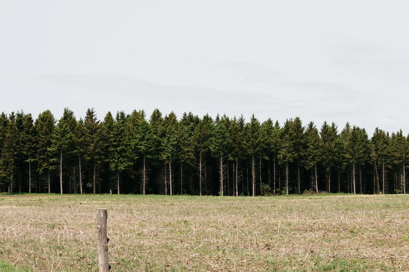 How Many Pine Trees Should You Plant per Acre? 🐝