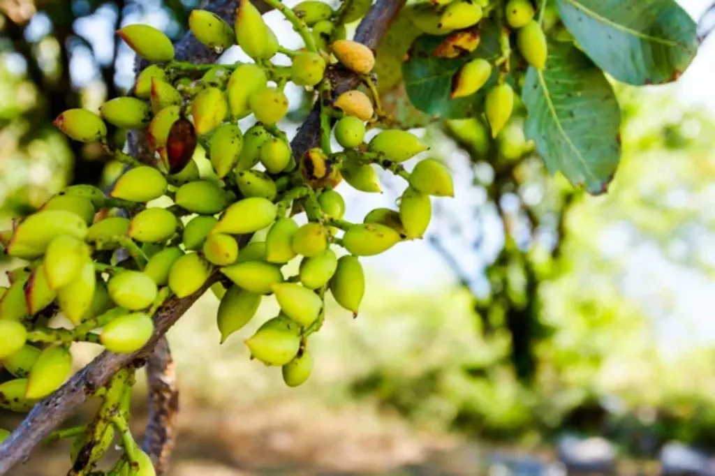 Average Pistachio Yield per Acre (What to Expect) 🐝
