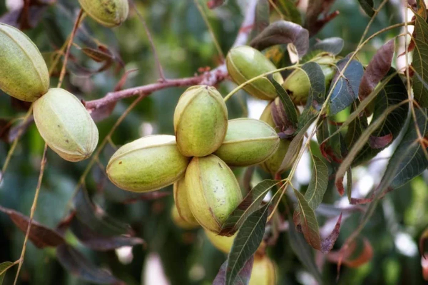 How Many Pounds of Pecans Per Tree? (What to Expect) 🐝 BootstrapBee