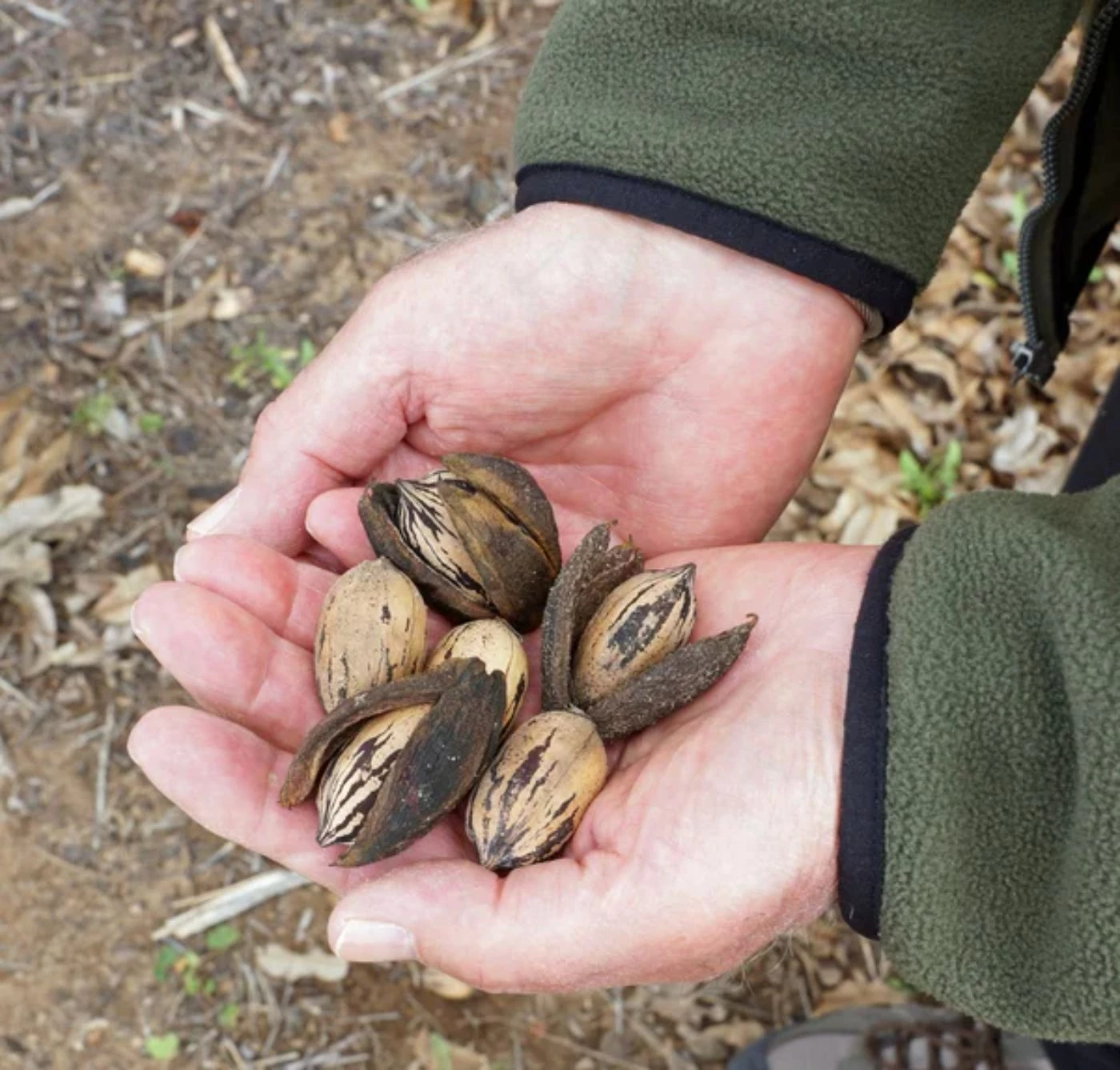 How Many Pounds of Pecans per Tree on Average? 🐝 Actionable bootstrapping
