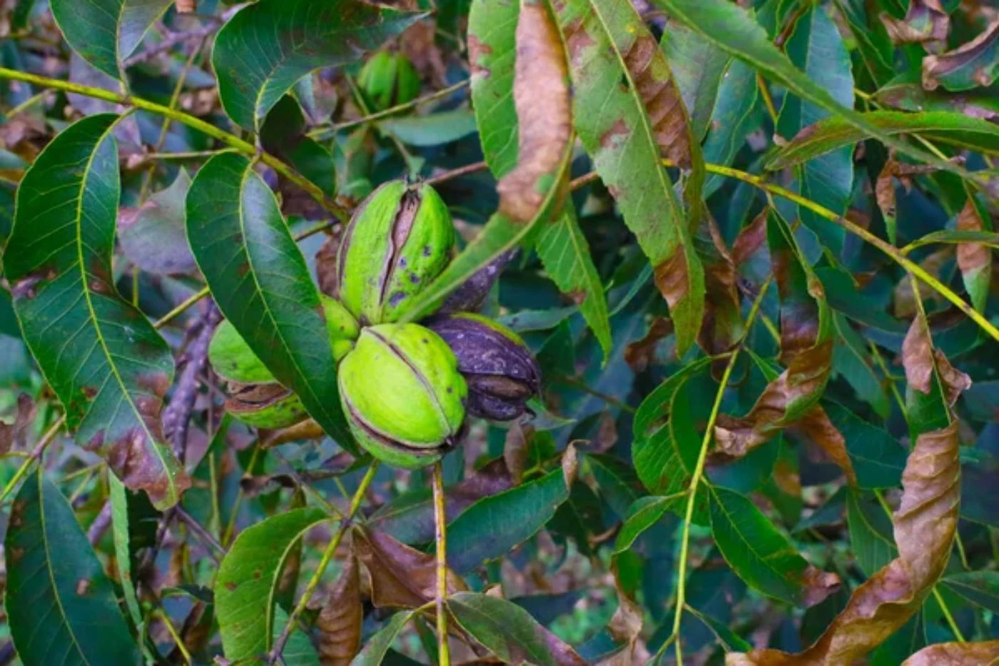 How Many Pounds of Pecans per Tree on Average? 🐝