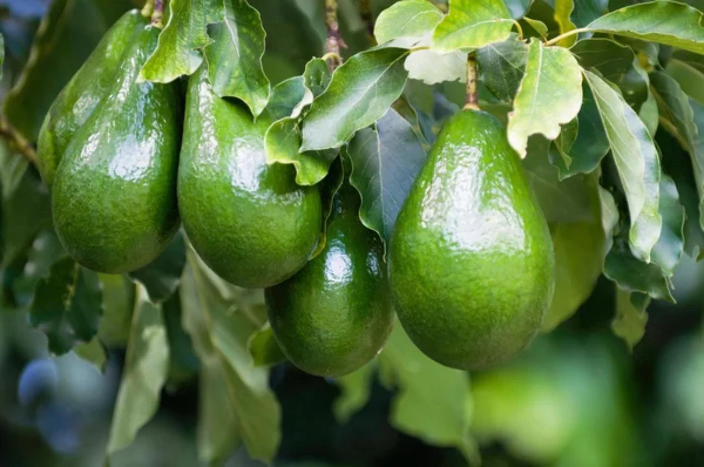 What Is the Spacing for Avocado Trees? 🐝