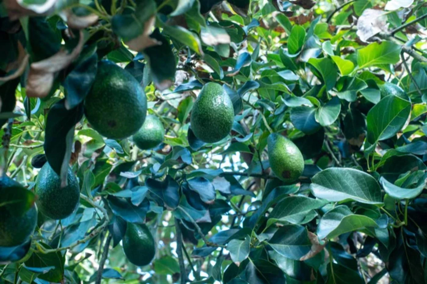 What Is the Recommended Spacing for Avocado Trees? - 🐝 BootstrapBee.com ...