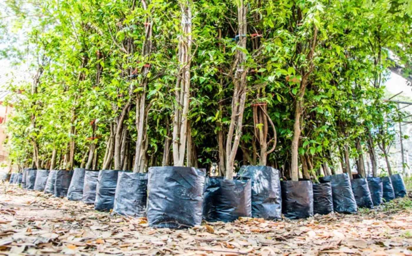 How To Start A Tree Nursery Profitably From Scratch рџђќ Bootstrapbee How To Start A Tree Nursery Profitably From Scratch рџђќ Bootstrapbee