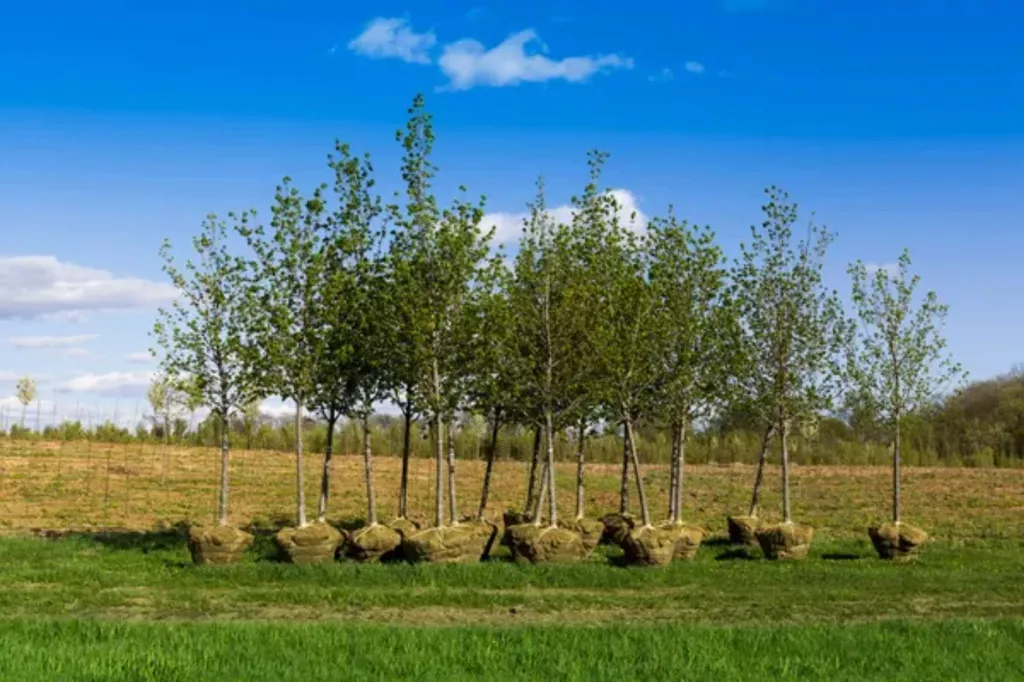 How To Start A Tree Nursery Profitably From Scratch рџђќ Bootstrapbee How To Start A Tree Nursery Profitably From Scratch рџђќ Bootstrapbee
