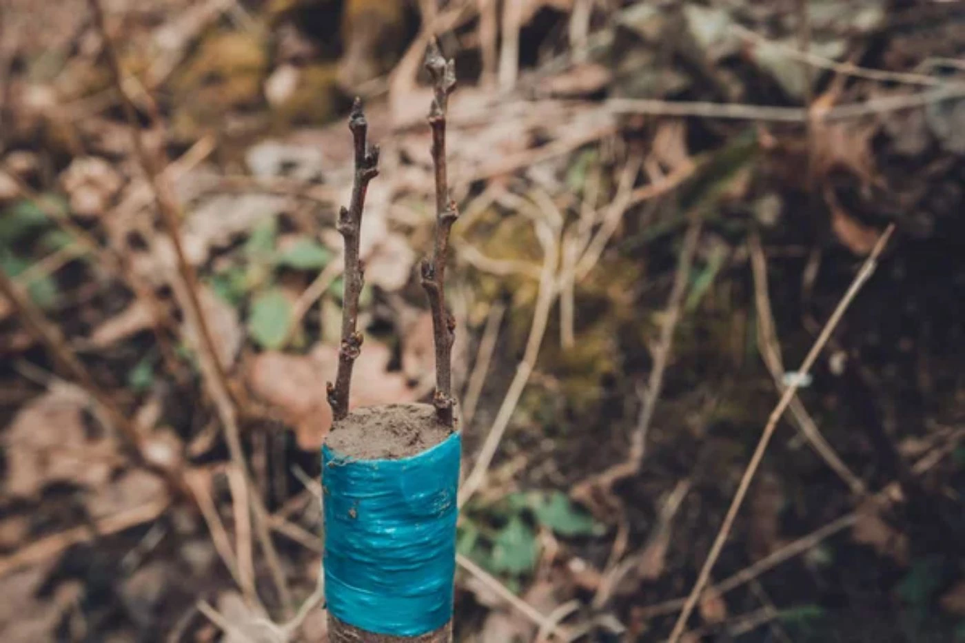 How To Start A Tree Nursery Profitably From Scratch рџђќ Bootstrapbee How To Start A Tree Nursery Profitably From Scratch рџђќ Bootstrapbee