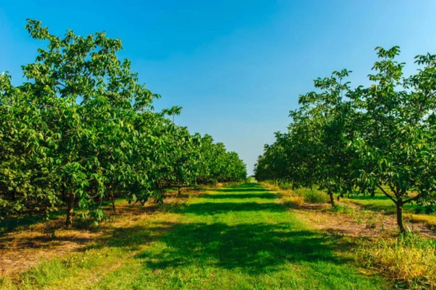 11 Steps To Start a Tree Farm With No Money 🐝
