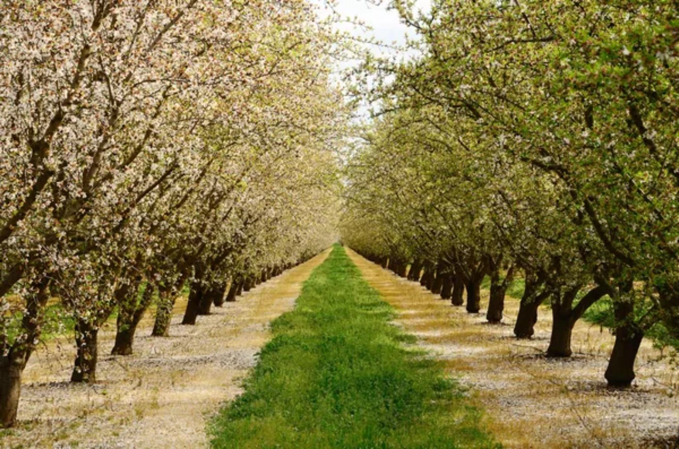 11 Steps To Start a Tree Farm With No Money 🐝