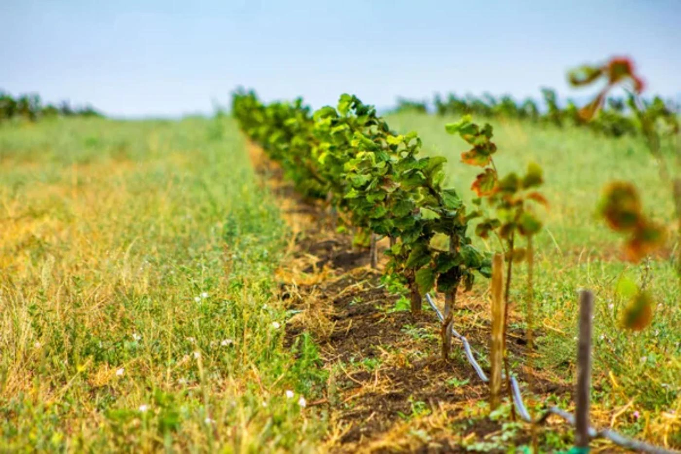 11 Steps To Start a Tree Farm With No Money 🐝