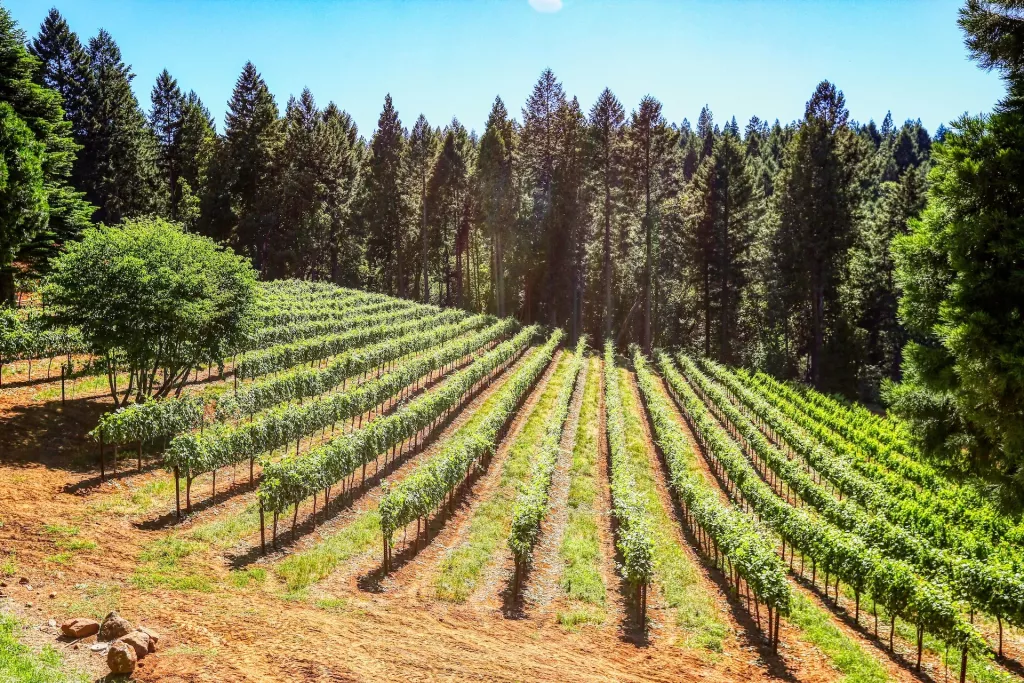 6 Surprising Tax Benefits of Owning a Tree Farm 🐝