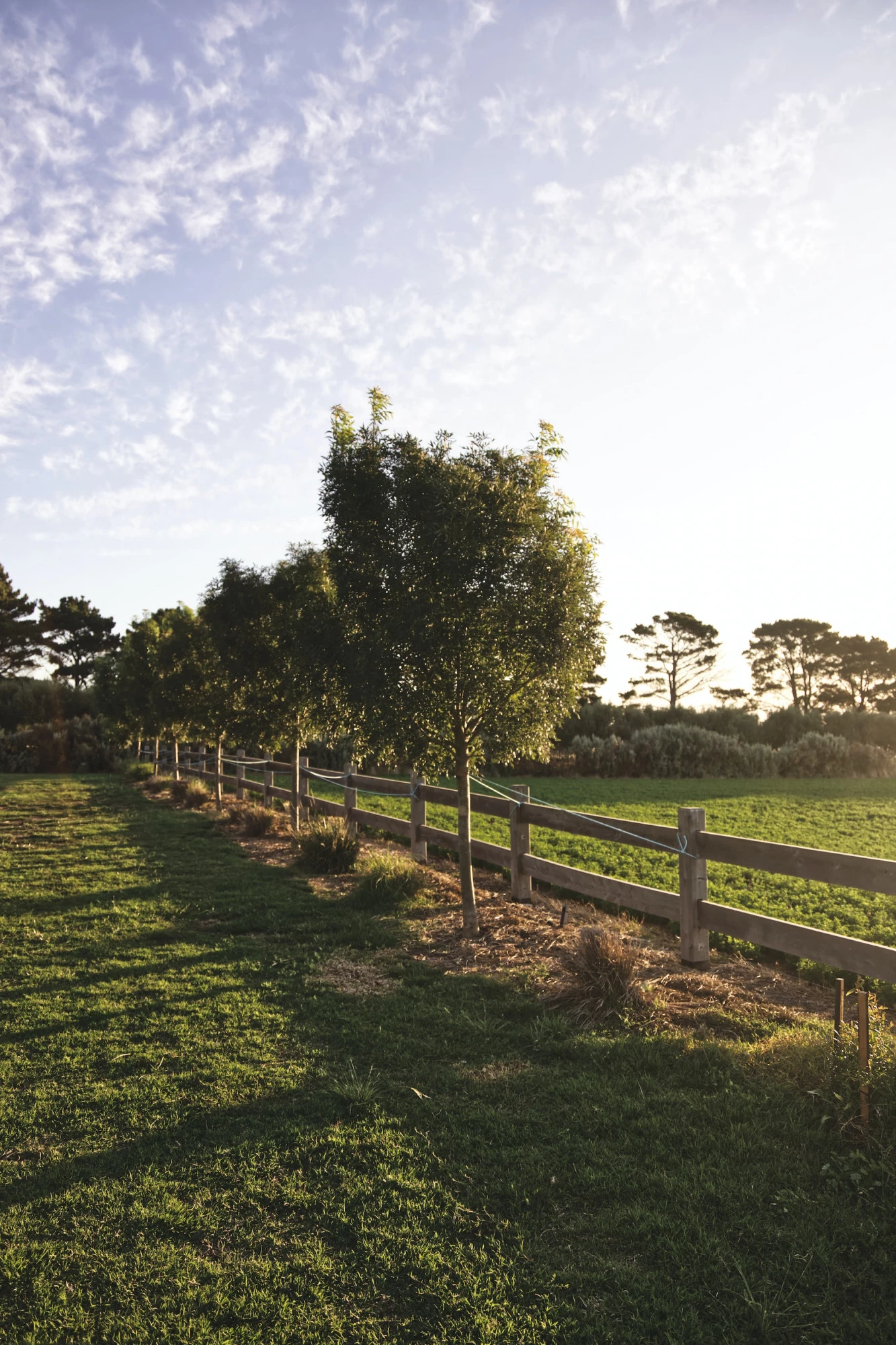 6 Surprising Tax Benefits of Owning a Tree Farm 🐝