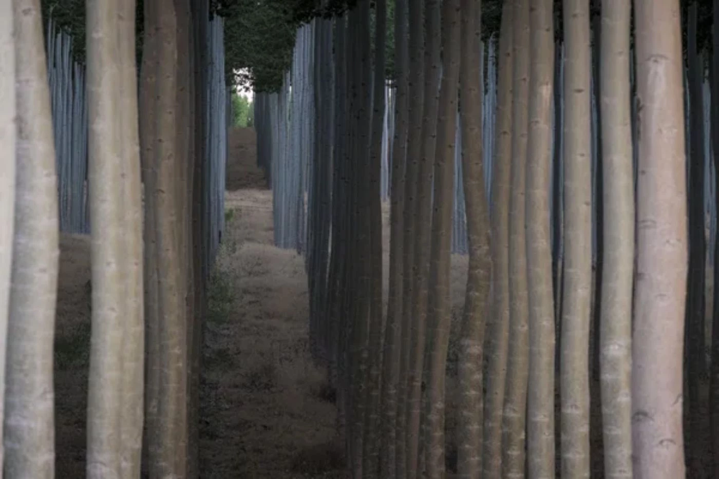 Tree Farm Profit Per Acre (6 Species Compared) 🐝